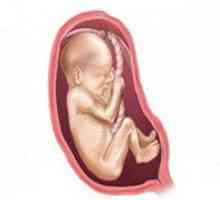 2. Tromjesečja trudnoće