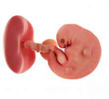 7 Tjedna trudnoće osjećaju žene i fetalni razvoj