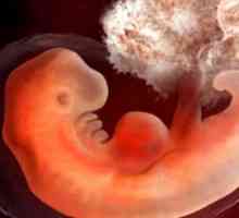 Ginekološkoj 3 tjedna nakon začeća i trudnoće: Što se događa u ženskom tijelu