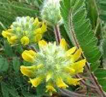 Astragalus sherstistotsvetkovy: korisna svojstva, kontraindikacije