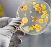 Bakterije u urinu tijekom trudnoće
