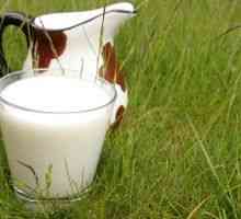 Bruceloza: kada čaša mlijeka može biti opasno