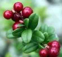 Lingonberry - ljekovita svojstva, kontraindikacije