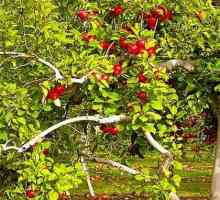 Jabuka - ljekovita svojstva