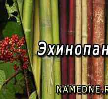 Ehinopanaks - ljekovita svojstva