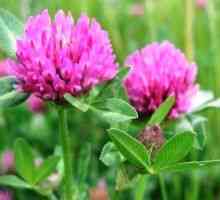 Trifolium pratense (crvena djetelina) - opis korisnih svojstava, uporaba