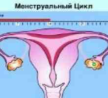 Normalan menstrualni ciklus kod žena