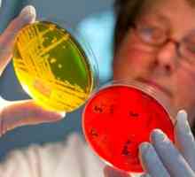 Što signalizira Staphylococcus aureus u izmetu u dojenčadi