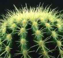 Opuntia - kaktus (vrste i održavanje) - opis korisnih svojstava, primjena