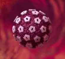 HPV i trudnoća: dijagnoza, posljedice i liječenje