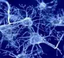 Pomoć posebnih neurona ljudskog mozga u percepciji okusa
