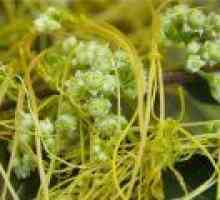 Vilina kosa (trava) - opis korisnih svojstava, primjena