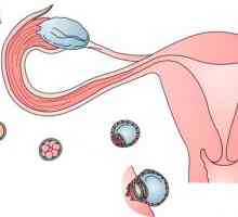 Znakovi ovulacije senzacija