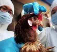 Ptičje gripe: uzroci, simptomi, liječenje