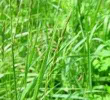Wheatgrass - opis korisnih svojstava, primjena