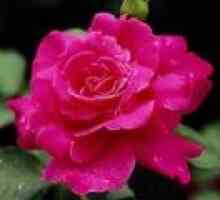Krimski Rosa - opis korisnih svojstava, primjena