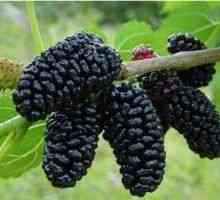 Mulberry (dud crni) - opis korisnih svojstava, uporaba
