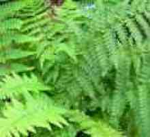 Šumska paprat (biljka): Terapeutska svojstva i primjena
