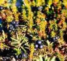 Shiksha ili crno crowberry (trava): korisna svojstva