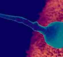 Koliko dugo živjeti jaje nakon ovulacije?