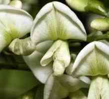 Sophora japonica - opis korisnih svojstava, primjena