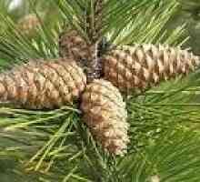 Pine kukova: opis korisnih svojstava, primjena