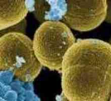 Tamoksifen može boriti ni sa Staphylococcus aureus