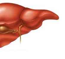 Znanstvenici su otkrili glavni neprijatelji jetre
