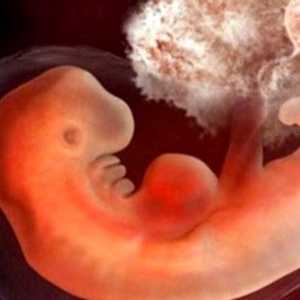 Ginekološkoj 3 tjedna nakon začeća i trudnoće: Što se događa u ženskom tijelu