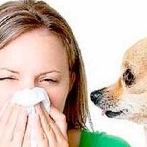 Alergije na životinjama, kod djece i odraslih u