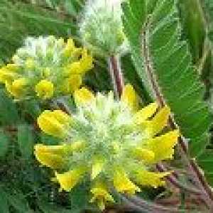 Astragalus sherstistotsvetkovy: korisna svojstva, kontraindikacije