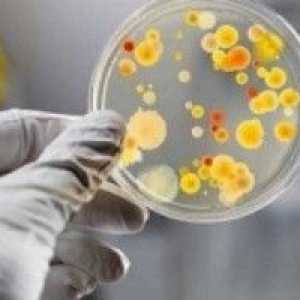Bakterije u urinu tijekom trudnoće