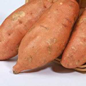 Yam ili slatki krumpir - opis korisnih svojstava, primjena