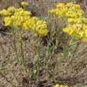 Helichrysum (H. arenarium) korisna svojstva i primjene