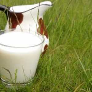 Bruceloza: kada čaša mlijeka može biti opasno