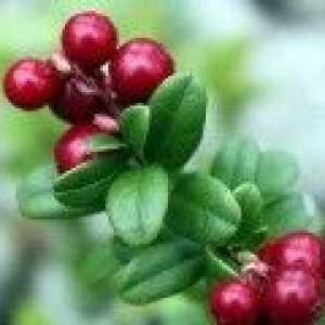 Lingonberry - ljekovita svojstva, kontraindikacije