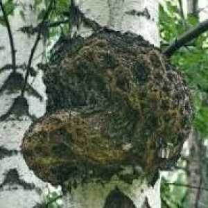 Chaga, breza gljiva - opis korisnih svojstava, primjena