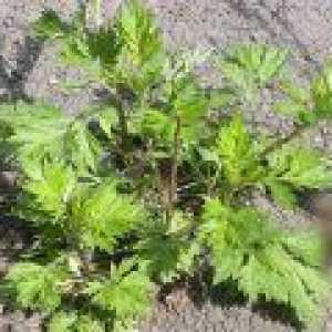 Pelin (biljka) - korisna svojstva i primjene