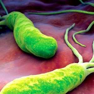Helicobacter pylori: Simptomi i liječenje