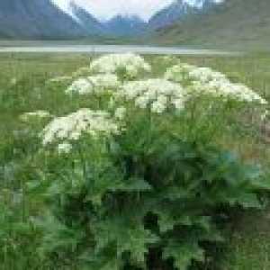 Hogweed otrovna biljka: metode borbe