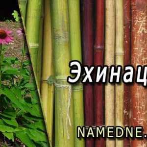 Echinacea - ljekovita svojstva