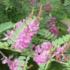 Sweetvetch (Hedysarum čaja, crnog korijena) - opis korisnih svojstava, uporaba