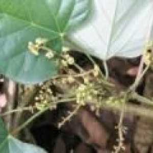 Kurare (biljka) - opis korisnih svojstava, uporaba