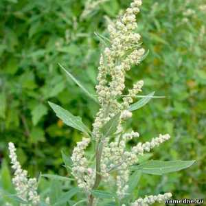 Quinoa - ljekovita svojstva