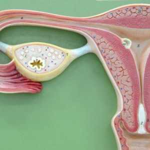 Fibroidi maternice veličine za operacije