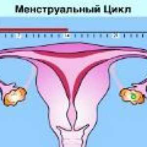 Normalan menstrualni ciklus kod žena