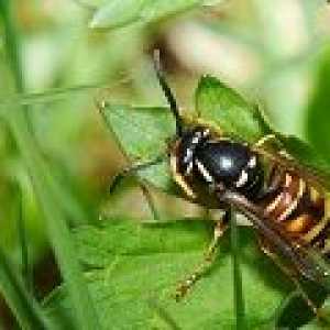Edem i alergija nakon ugriza pčele, što da radim?