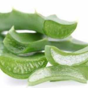 Da li Aloe akni: blagotvorno svojstva aloe i učinkovitih recepata