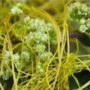 Vilina kosa (trava) - opis korisnih svojstava, primjena