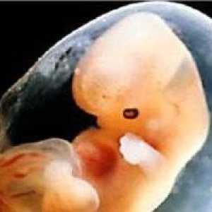 Veličina fetusa u trudnica je vrlo važno!